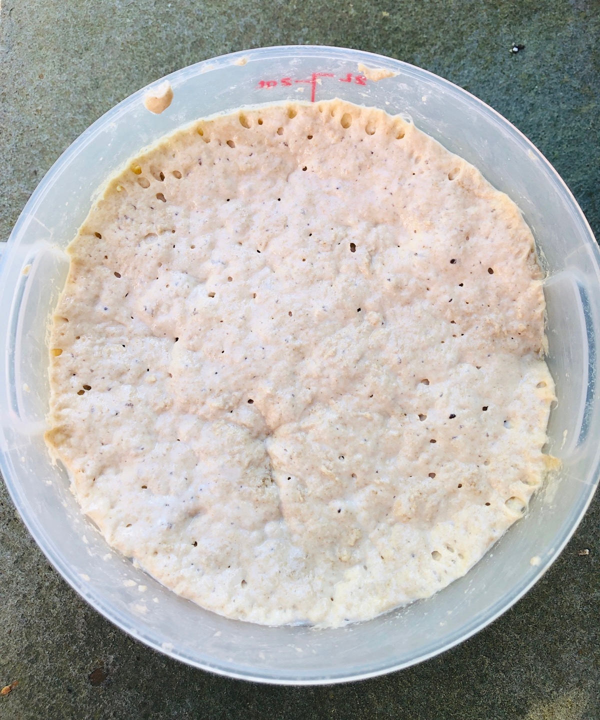 Sourdough dough in a bucket, risen.