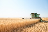 Farming organic wheat